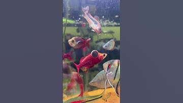 so sánh thức ăn cám viên dán kính Biozym Red Worm và brine shrimp food #thuysinh #biozym #shorts