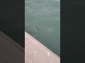 Gulfam fish ka shikar #youtubeshorts #fifaworldcupqatar2022 #dunyanews #bblleague #fishing #pakistan