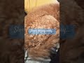 #chillvibes #cavoodle #relaxing with my mum! #music