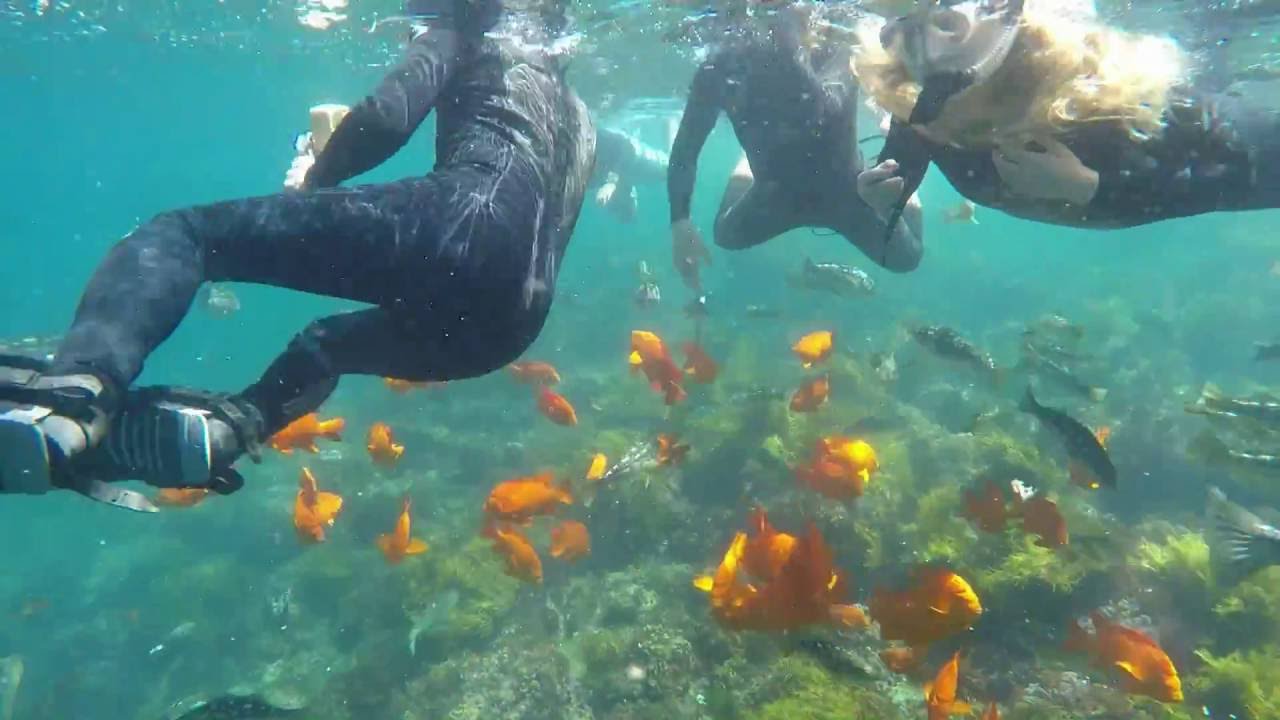 Catalina Island Marine Life Adventures