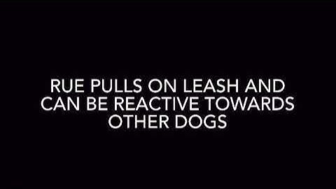 Reactive pulling Golden Retriever - Prong collar intro - Balanced Dog Training