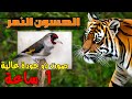 تغريد الحسون النمر تغريد خالي من الاخطاء و مجرب بتبتة الحسون تفقد الذكور صوابها 