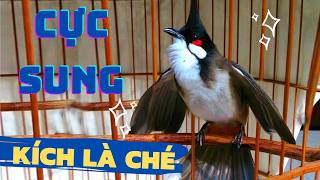 Luyện chào mào hót căng lửa, QUÁ HAY - CHÉ KÍCH BỔI CĂNG ĐÉT, Cách luyện chào mào hót sáng, chao mao