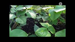 Mid-Summer Gardening Tour - July 30, 2022