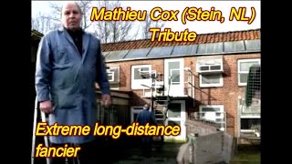 Theju Cox (Stein, NL) Tribute - Extreme long-distance fancier