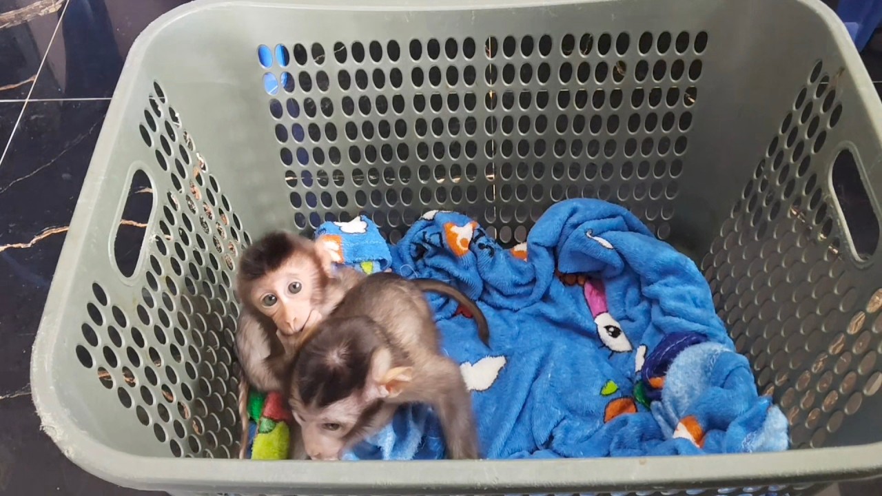 WHY ARE THESE TWO BABY MONKEYS SO EXTREME?