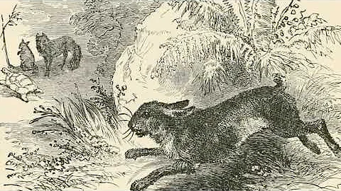 Aesop's Fables: The Hare and the Tortoise