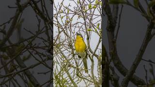 Yellowbreasted Chat  Common Song Bird  Kaylagoldenphotography May2025