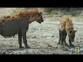 Defending Family in the African Savanna | Savage Kingdom MEGA Episode | Nat Geo Animals