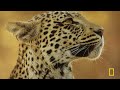 Defending Family in the African Savanna | Savage Kingdom MEGA Episode | Nat Geo Animals