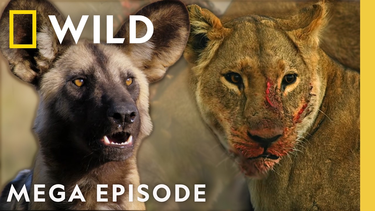 “Protecting Family in the African Savanna | Savage Kingdom MEGA Episode | Nat Geo Wildlife” – Documentary