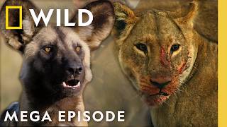 Proving Your Worth in the Wild | Savage Kingdom MEGA Episode | Nat Geo Animals
