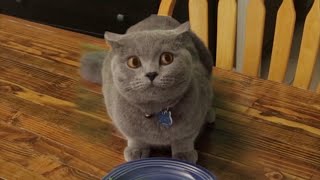 Baby Cats - Cute and Funny Baby Cat Videos Compilation 😍😍#status #talcstudio #shorts #nature #cat