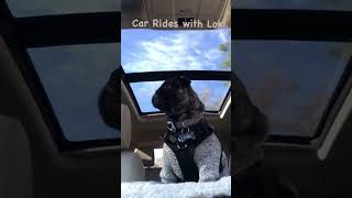 carrides With loki The pug puppy shorts When Hes Been Waiting puppyshorts pugshorts