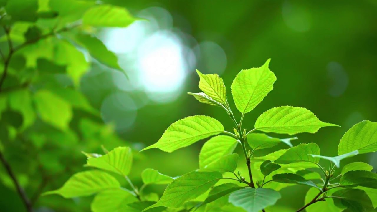 Calm Ocean Waves – Deep Sleep Meditation