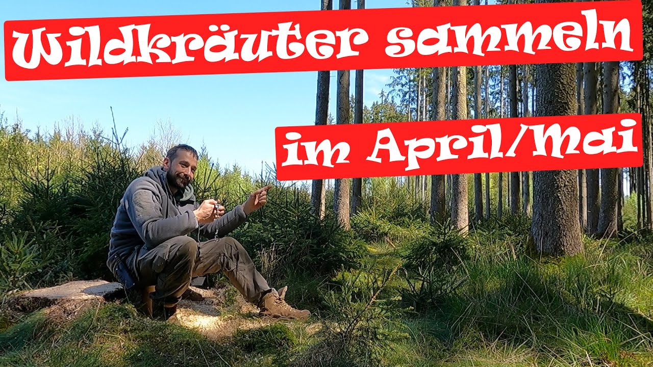 Wildkräuter sammeln im April/Mai - Survival Nahrung - Krise überleben