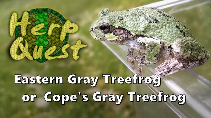 How To Care For Gray Treefrogs! - Youtube