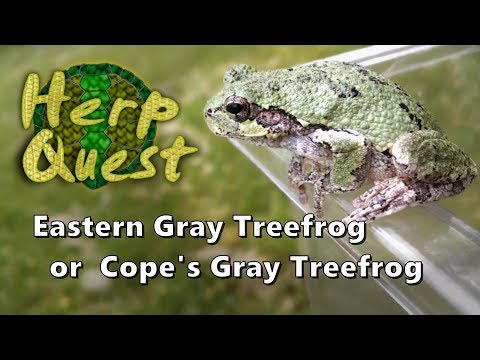 Eastern Gray Treefrog Or Cope'S Gray Treefrog - Herp Quest #4 (Herpetology  Education) - Youtube