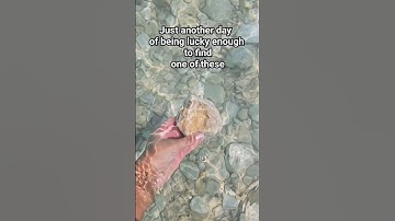 Look at this shell fossil that is millions of years old! #shell #fossil #beach #shorts