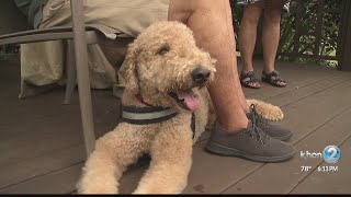 Military Matters: Service dog assists veteran with peripheral neuropathy