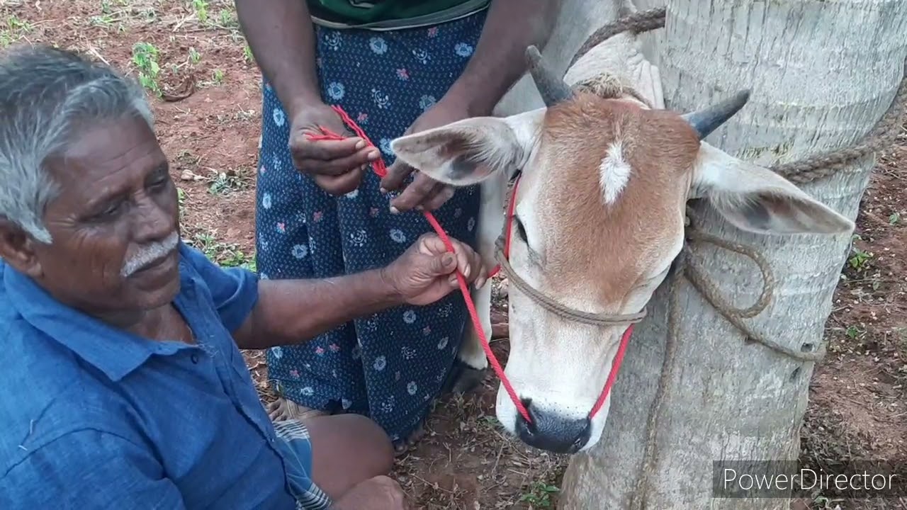 மூக்கணாங்கயிறு குத்தும் முறை