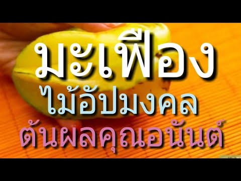 วีดีโอ: มะเฟือง (Ribes Uva-crispa) พันธุ์ที่มีแนวโน้มเทคโนโลยีการปรับปรุงพันธุ์มะเฟือง