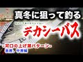 真冬にデカシーバスを狙って釣る！- 河口の上げ潮パターン表層、中層編 - 東京湾奥河川