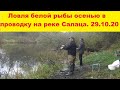 Ловля белой рыбы осенью в проводку на реке Салаца. Рыбалка с берега на поплавочную снасть.