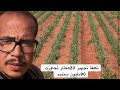 تكلفة تجهيز الهكتار الواحد من البصل