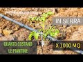 Quanto costano le piantine Pomodoro per 1000 mq di Coltivazione in Serra ?
