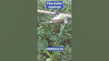memikat kolibri sepahraja anti zonk#shorts
