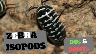 Zebra Isopod Care   Armadillidium maculatum  Dos and Donts