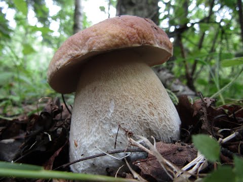 Удачная дачная прогулка