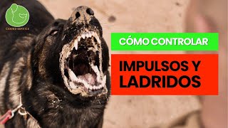 Cómo CONTROLAR los IMPULSOS y LADRIDOS de tu PERRO l TIRONES en el PASEO by ADIESTRAMIENTO CANINE-SERVICE 4,179 views 6 months ago 14 minutes, 57 seconds