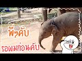 ฝึกให้ชิน🚶เดินๆวิ่งๆไปกับมิ่งมงคล🐘🐘