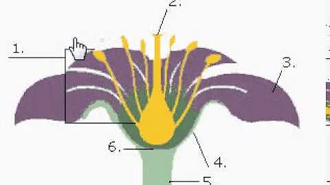 Quelles sont les différentes parties de la fleur ?