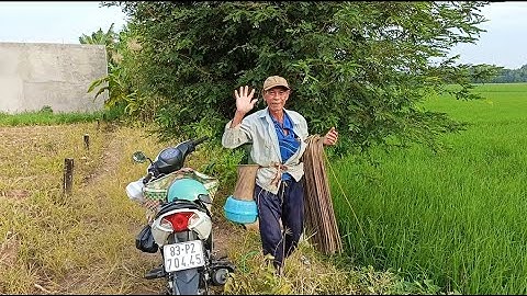 Cắm câu cá lóc trên đồng lúa mùa cá dính thấy mà mê