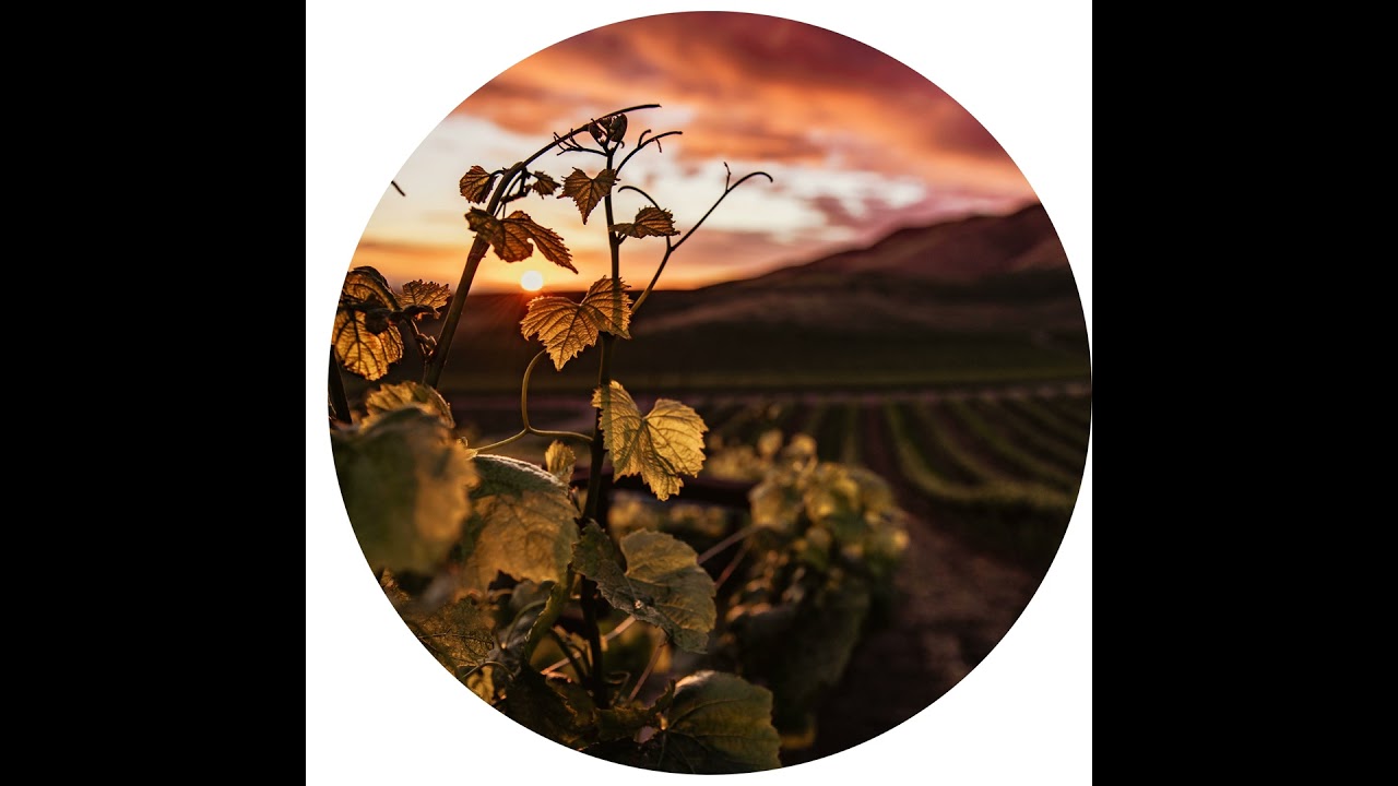 The Hollywood Magic Castle | In Hawaii, Spot, The Robot Dogs Join The Police Force. What’s Next? ...