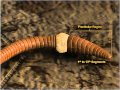 Morphology of Earthworm - Class 11
