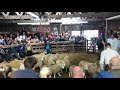 Lairg Lamb Sale August 2019 - HD 1080p