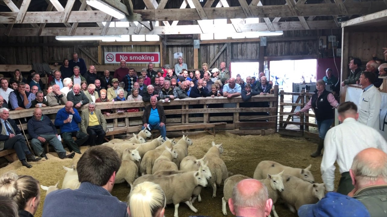 Lairg Lamb Sale August 2019 - HD 1080p