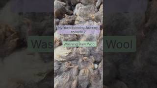 My Yarn Spinning Journey (Part 2) | Washing Raw Wool for Spinning