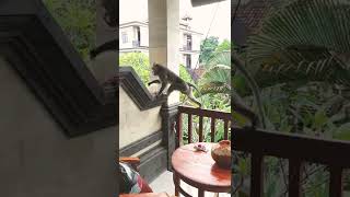 Monkey visits my home in Ubud Bali, eating the coconut #shorts