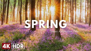 Amazing Colors of Spring 4K Nature Relaxation Film - Relaxing Piano Music - Natural Landscape