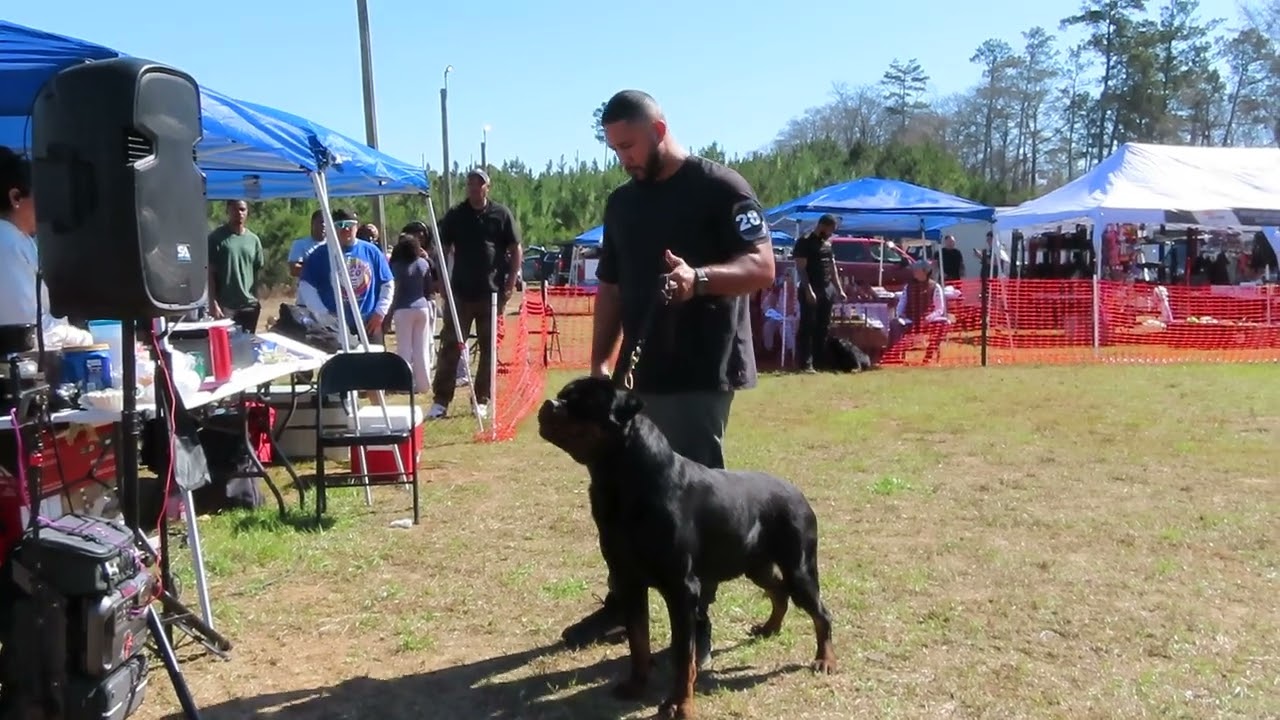 2026-March-01 - Chef Wizard Montenegro Rott - V2 Champion Class Males