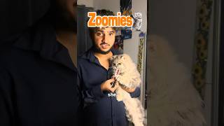Got my 1st collab 😍❤️ Zoomies cat food #cat #1stcollab #contentcreation #contentcreator #funny