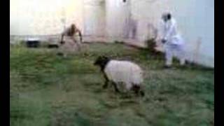 Saidobut De Ronaldo...