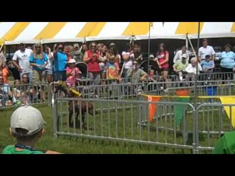 Hibbing Daily Tribune -- Banana Derby at the St. Louis County Fair