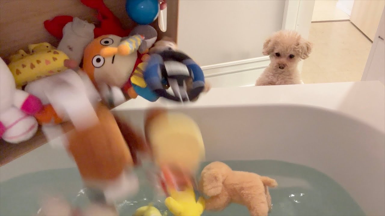 Собака в отчаянии, поскольку ее драгоценные игрушки моют.
