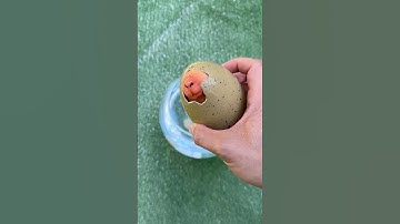 Hatching a Capybara!